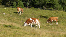 Kühe auf der Alm / Patscherkofel, Tirol, Österreich