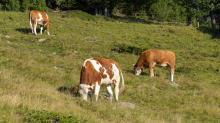 Kühe auf der Alm / Patscherkofel, Tirol, Österreich