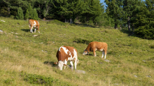 Kühe auf der Alm / Patscherkofel, Tirol, Österreich