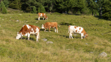 Kühe auf der Alm / Patscherkofel, Tirol, Österreich