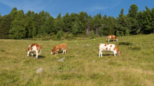 Kühe auf der Alm / Patscherkofel, Tirol, Österreich