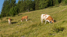 Kühe auf der Alm / Patscherkofel, Tirol, Österreich