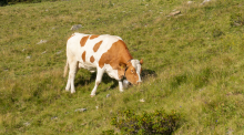 Kühe auf der Alm / Patscherkofel, Tirol, Österreich