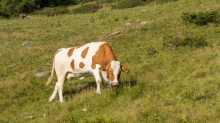 Kühe auf der Alm / Patscherkofel, Tirol, Österreich