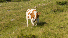 Kühe auf der Alm / Patscherkofel, Tirol, Österreich