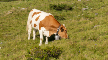 Kühe auf der Alm / Patscherkofel, Tirol, Österreich