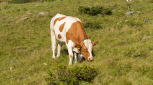 Kühe auf der Alm / Patscherkofel, Tirol, Österreich