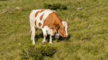 Kühe auf der Alm / Patscherkofel, Tirol, Österreich