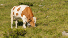 Kühe auf der Alm / Patscherkofel, Tirol, Österreich