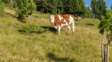 Kühe auf der Alm / Patscherkofel, Tirol, Österreich