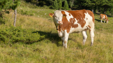 Kühe auf der Alm / Patscherkofel, Tirol, Österreich