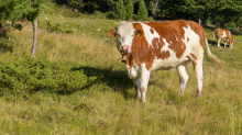 Kühe auf der Alm / Patscherkofel, Tirol, Österreich