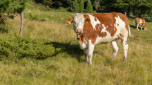 Kühe auf der Alm / Patscherkofel, Tirol, Österreich