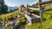 Kühe auf der Alm / Patscherkofel, Tirol, Österreich