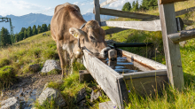 Kühe auf der Alm / Patscherkofel, Tirol, Österreich