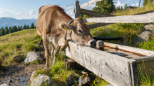 Kühe auf der Alm / Patscherkofel, Tirol, Österreich