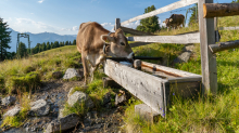 Kühe auf der Alm / Patscherkofel, Tirol, Österreich