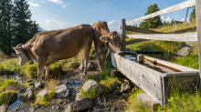 Kühe auf der Alm / Patscherkofel, Tirol, Österreich