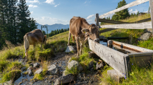 Kühe auf der Alm / Patscherkofel, Tirol, Österreich