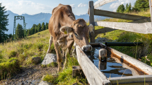 Kühe auf der Alm / Patscherkofel, Tirol, Österreich