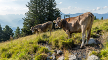 Kühe auf der Alm / Patscherkofel, Tirol, Österreich