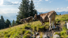 Kühe auf der Alm / Patscherkofel, Tirol, Österreich