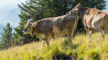 Kühe auf der Alm / Patscherkofel, Tirol, Österreich