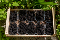 Brombeeren