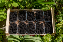 Brombeeren