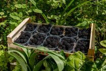 Brombeeren