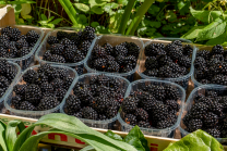 Brombeeren