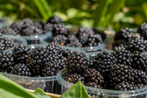 Brombeeren