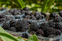 Brombeeren