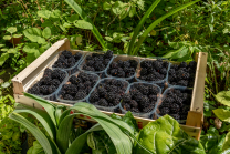 Brombeeren