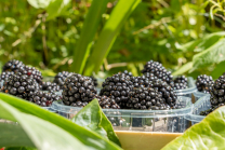 Brombeeren