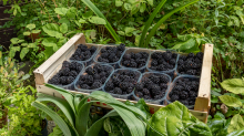 Brombeeren