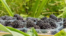 Brombeeren