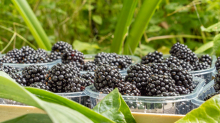 Brombeeren