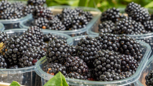 Brombeeren