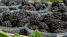 Brombeeren