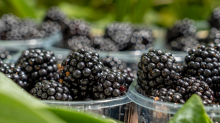 Brombeeren