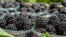 Brombeeren