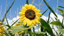 Sonnenblume / Aldrans, Tirol, Österreich