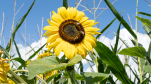 Sonnenblume / Aldrans, Tirol, Österreich