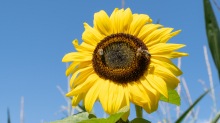 Sonnenblume / Aldrans, Tirol, Österreich