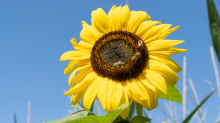 Sonnenblume / Aldrans, Tirol, Österreich