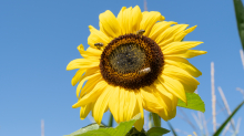 Sonnenblume / Aldrans, Tirol, Österreich