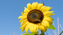 Sonnenblume / Aldrans, Tirol, Österreich