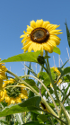 Sonnenblume / Aldrans, Tirol, Österreich