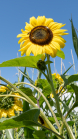 Sonnenblume / Aldrans, Tirol, Österreich